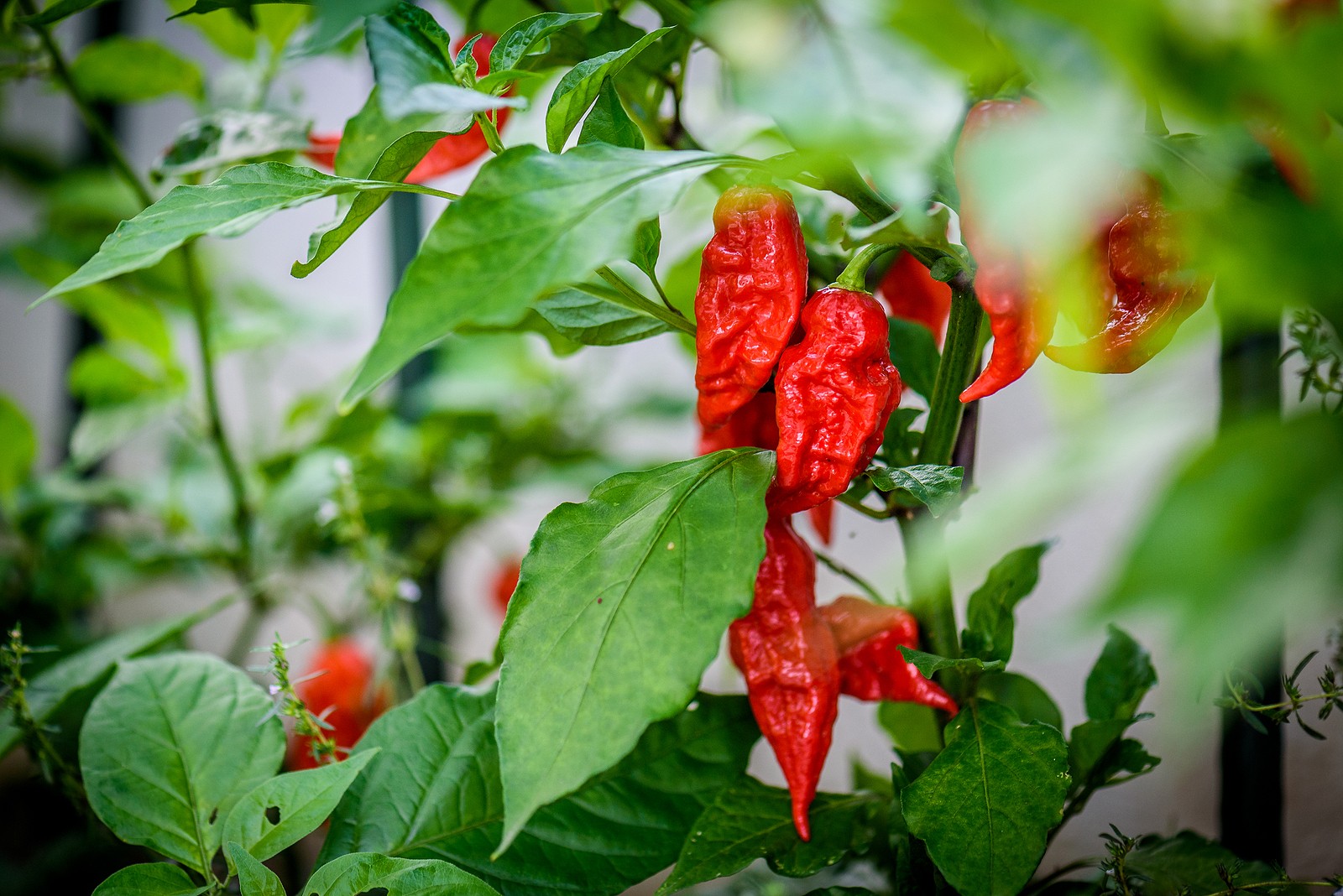 scorpion pepper vs ghost pepper