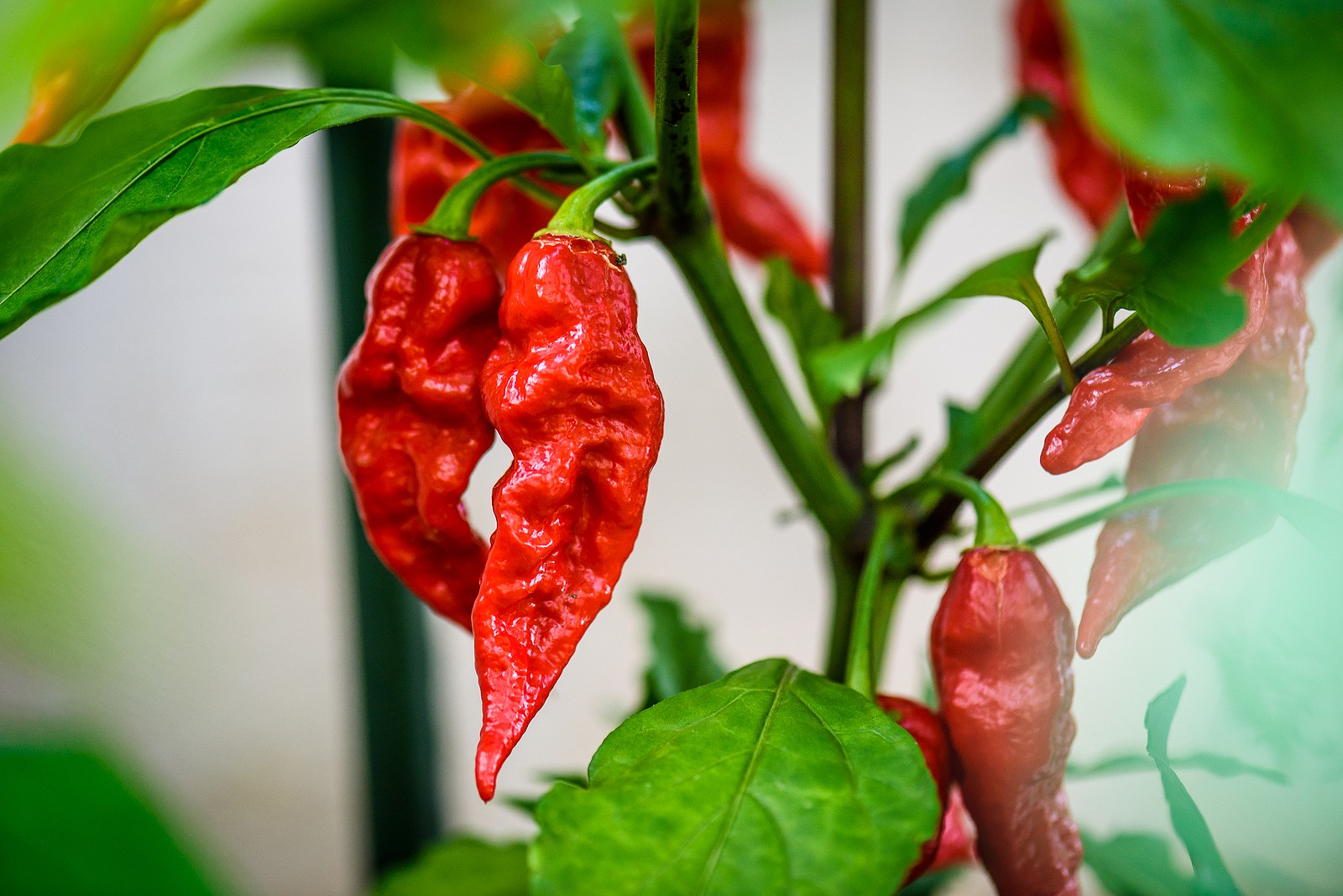 spicy scale ghost pepper