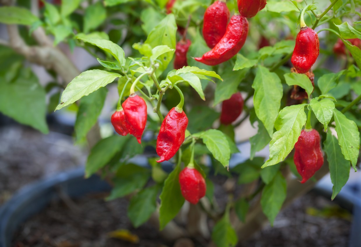 Pepper fruit on sale or vegetable