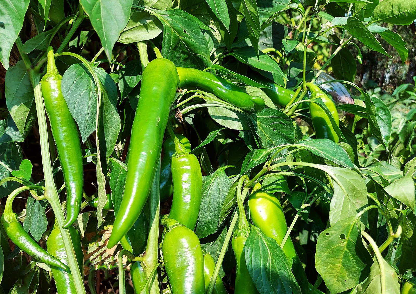 green-hot-peppers-for-hot-sauce