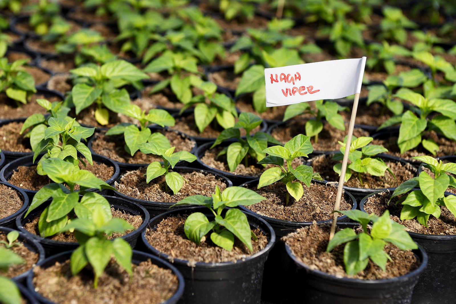 hottest pepper scale