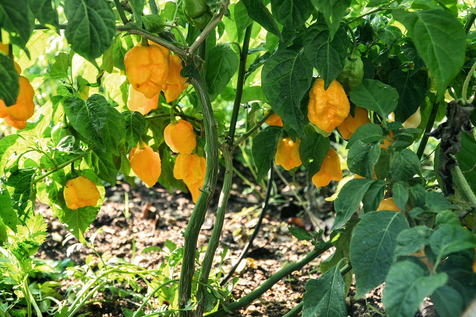 carolina reaper pepper size